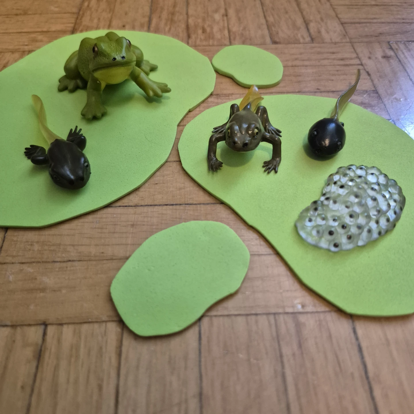 Set of 7 books about Life Cycles and Living Things with supplies - photo 4