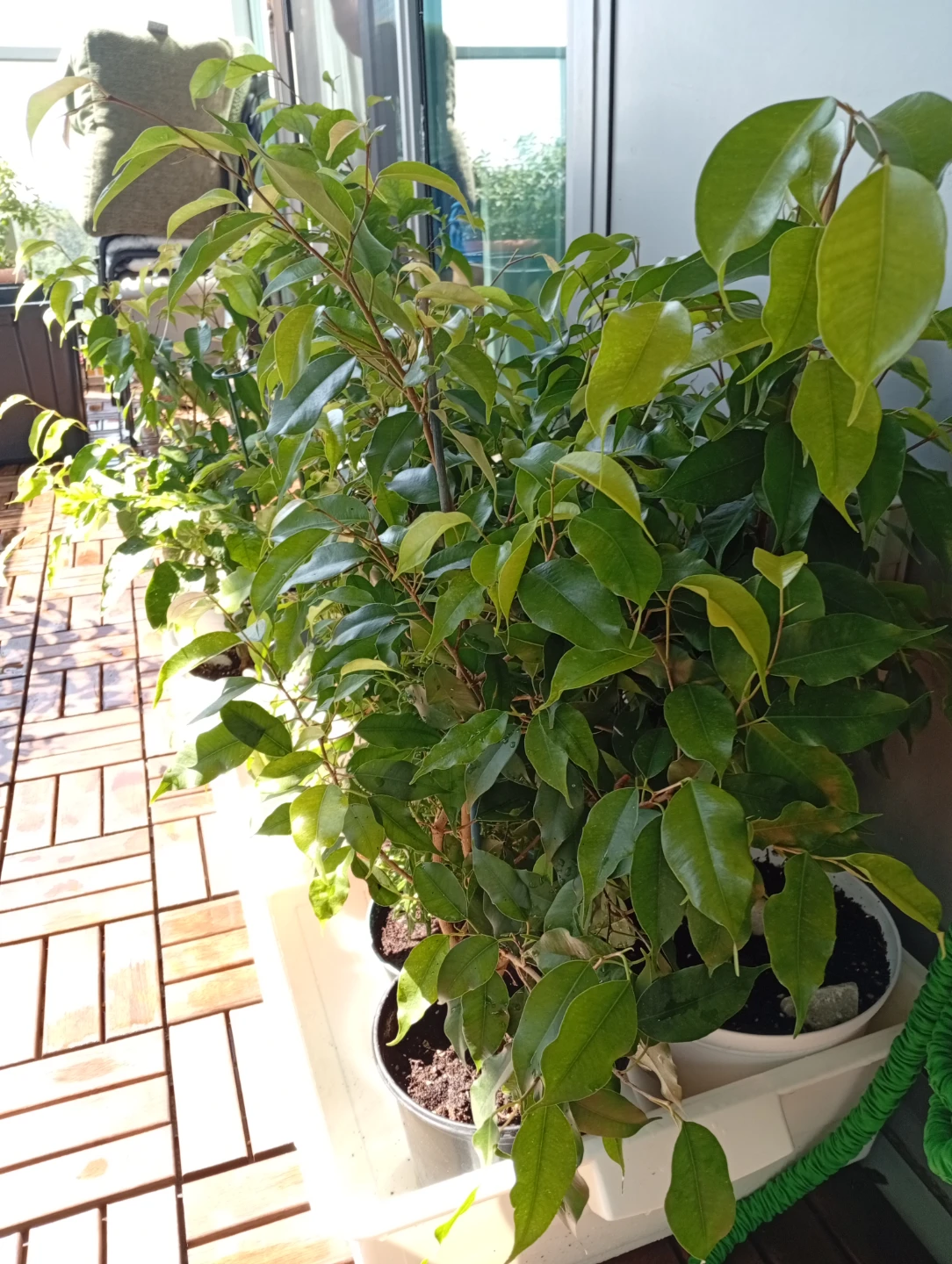 Beautiful Benjamin ficus plants for sale
