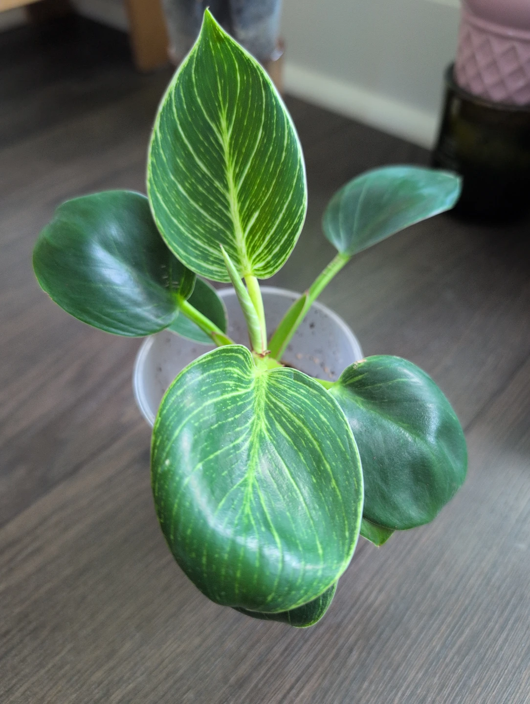 Philodendron Birkin Plant