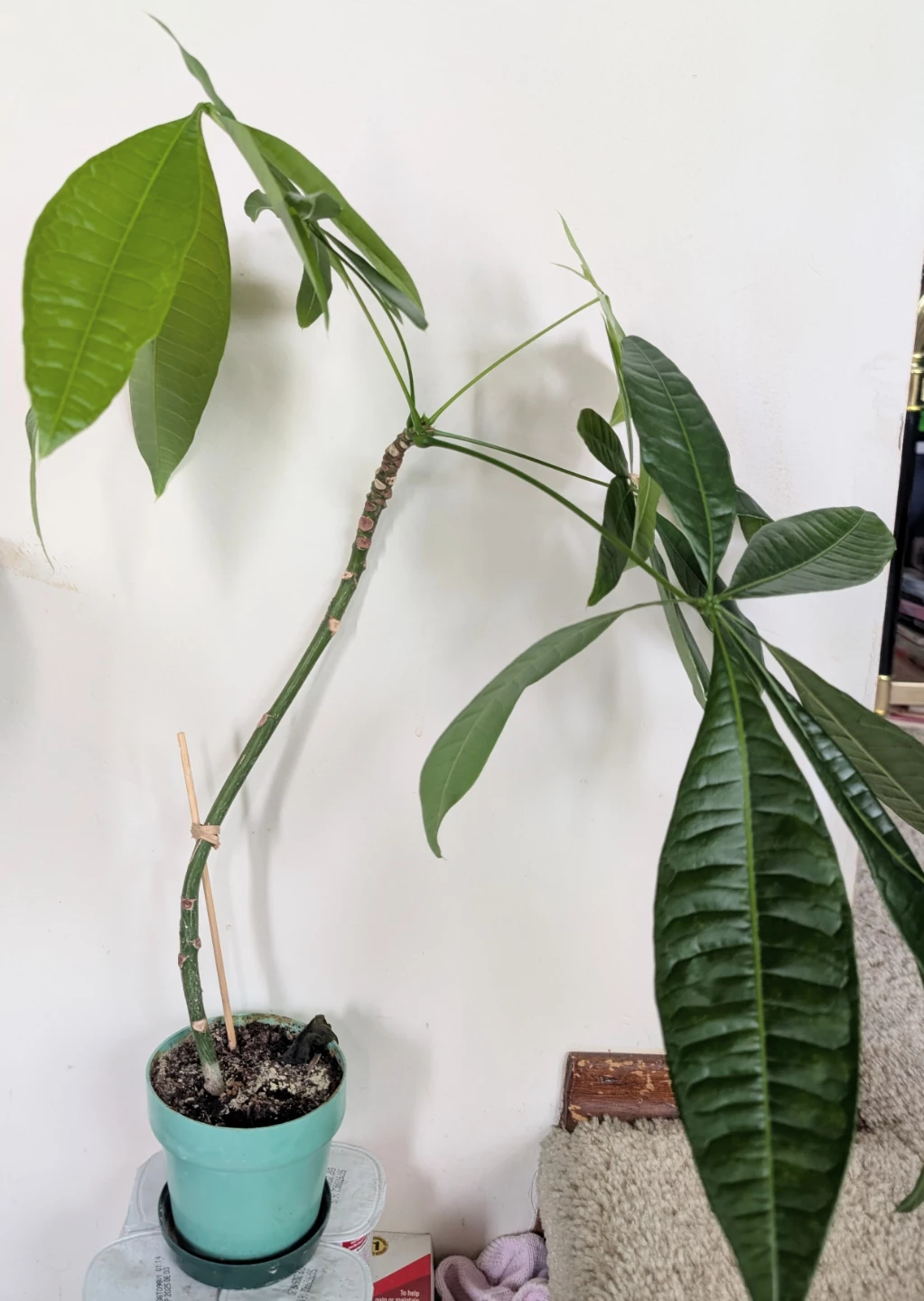 Healthy 12" Tall Indoor Money Tree (Pachira aquatica)