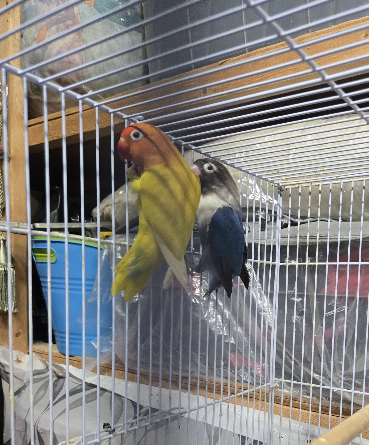 BEAUTIFUL BLACK MASK AND YELLOW FISHER lovebirds i - photo 2