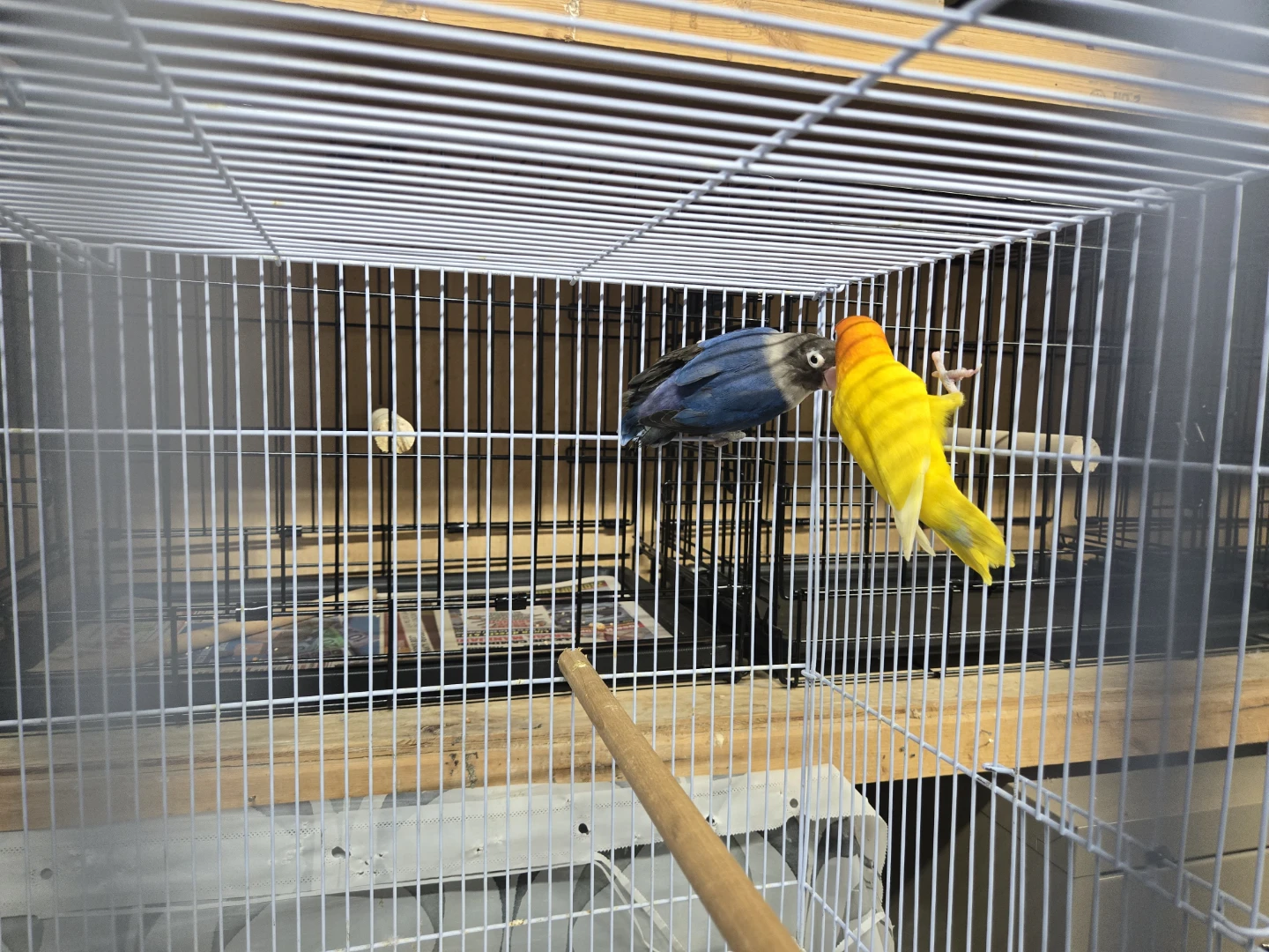 BEAUTIFUL BLACK MASK AND YELLOW FISHER lovebirds i - photo 5
