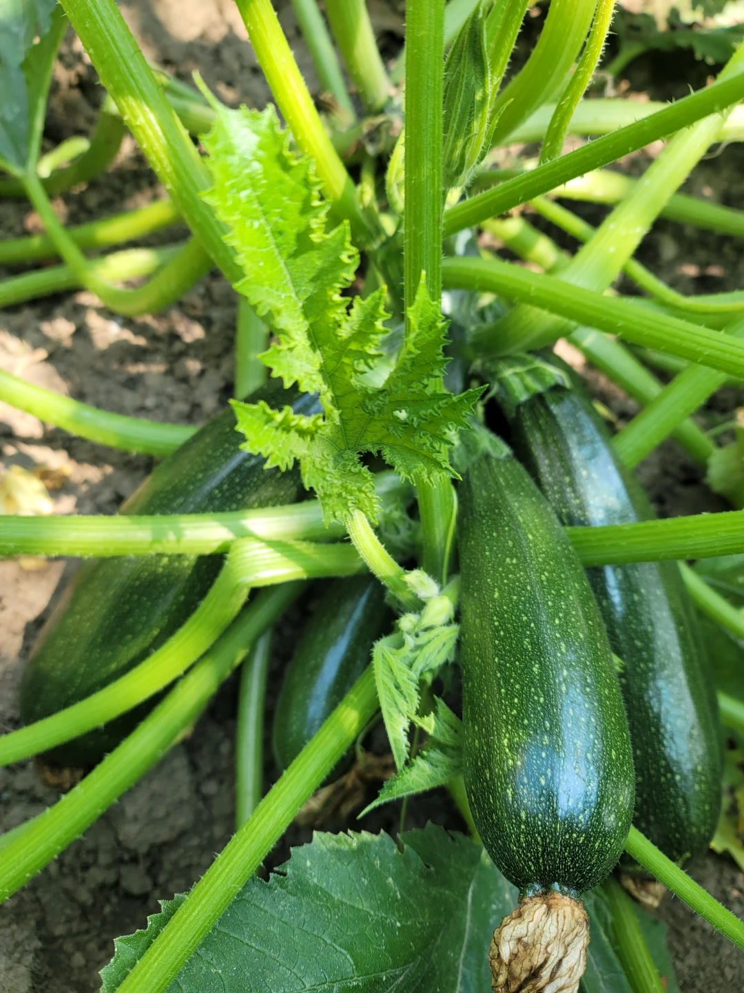 Organic Zucchini