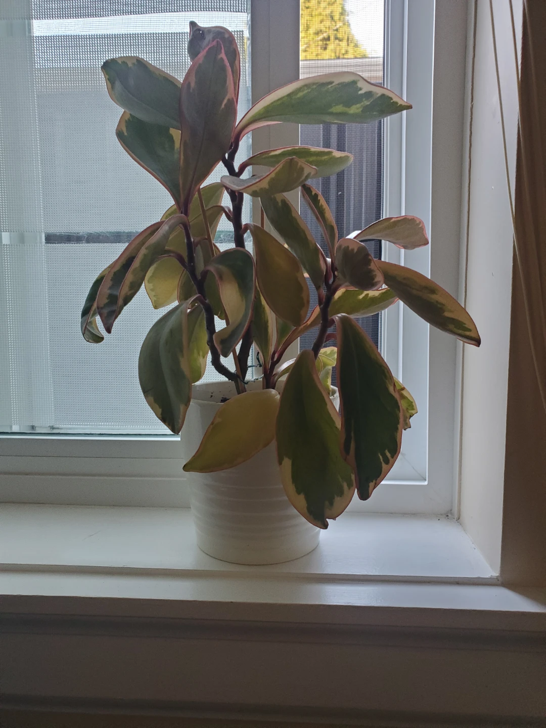 Different types of plants! - photo 4