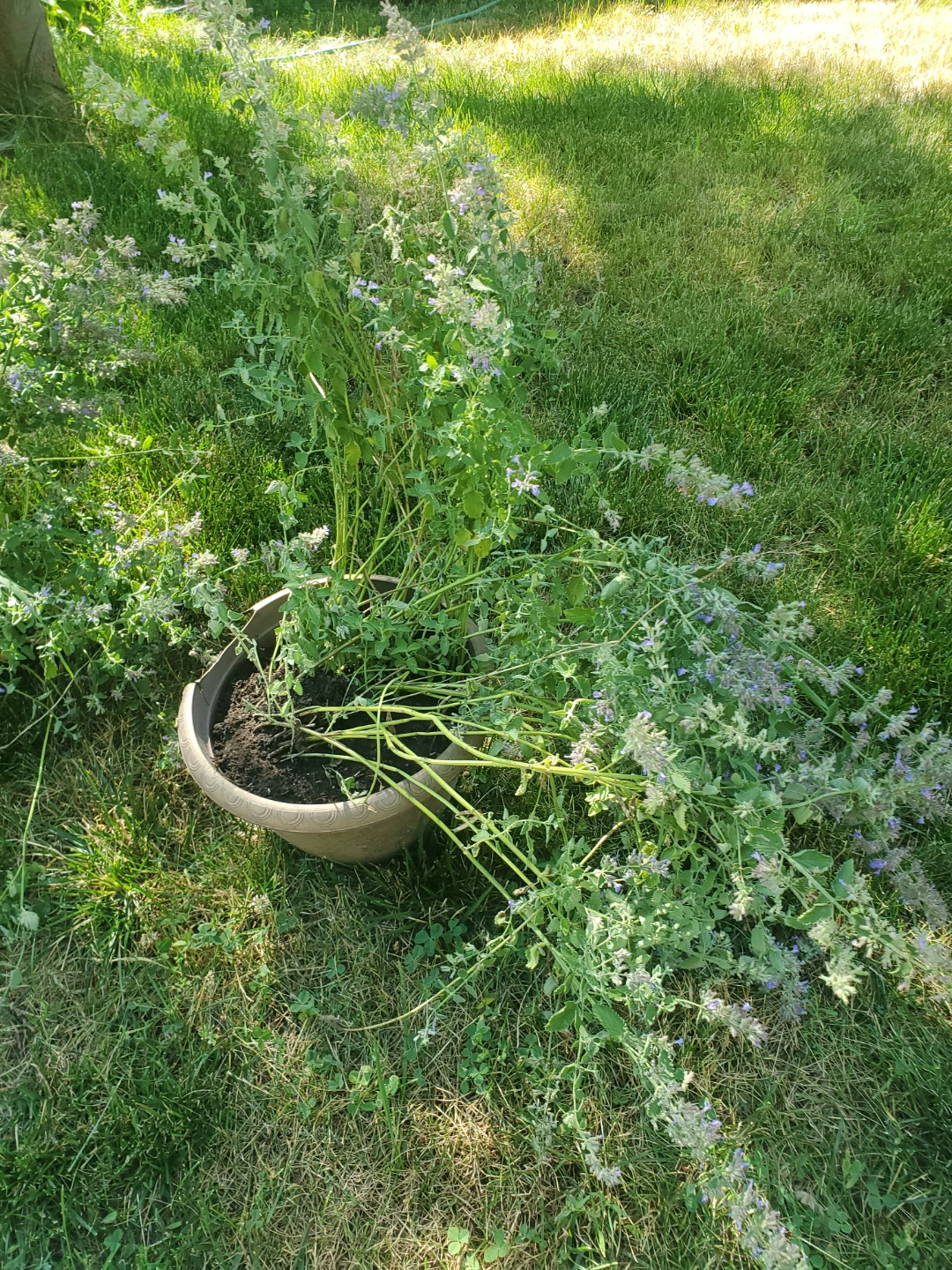 Catnip Plant in Pot