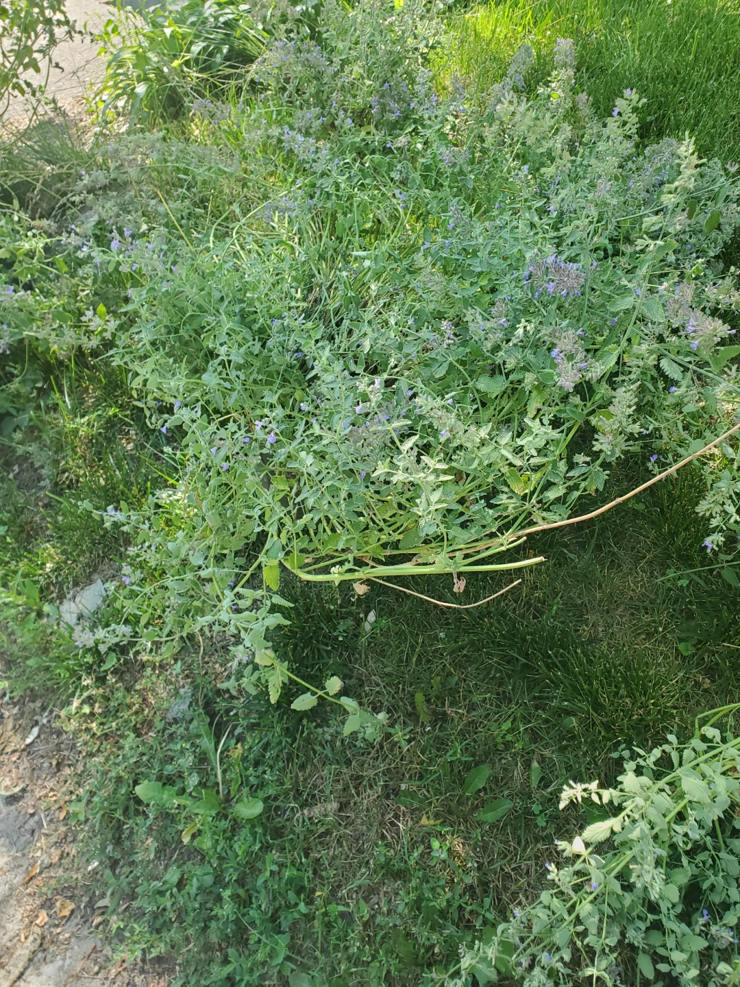 Catnip Plant in Pot - photo 2