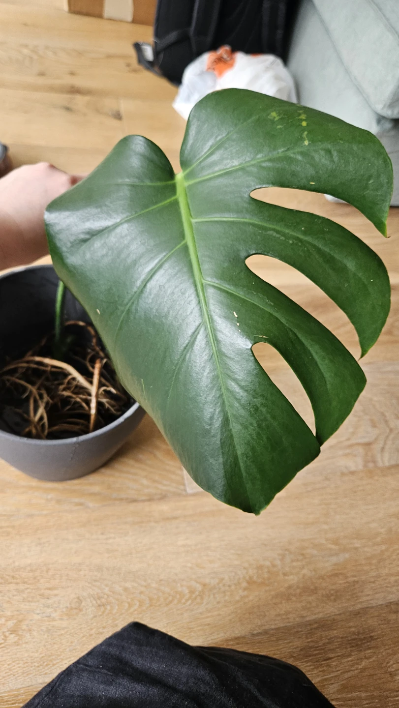 Monstera deliciosa rooted cutting