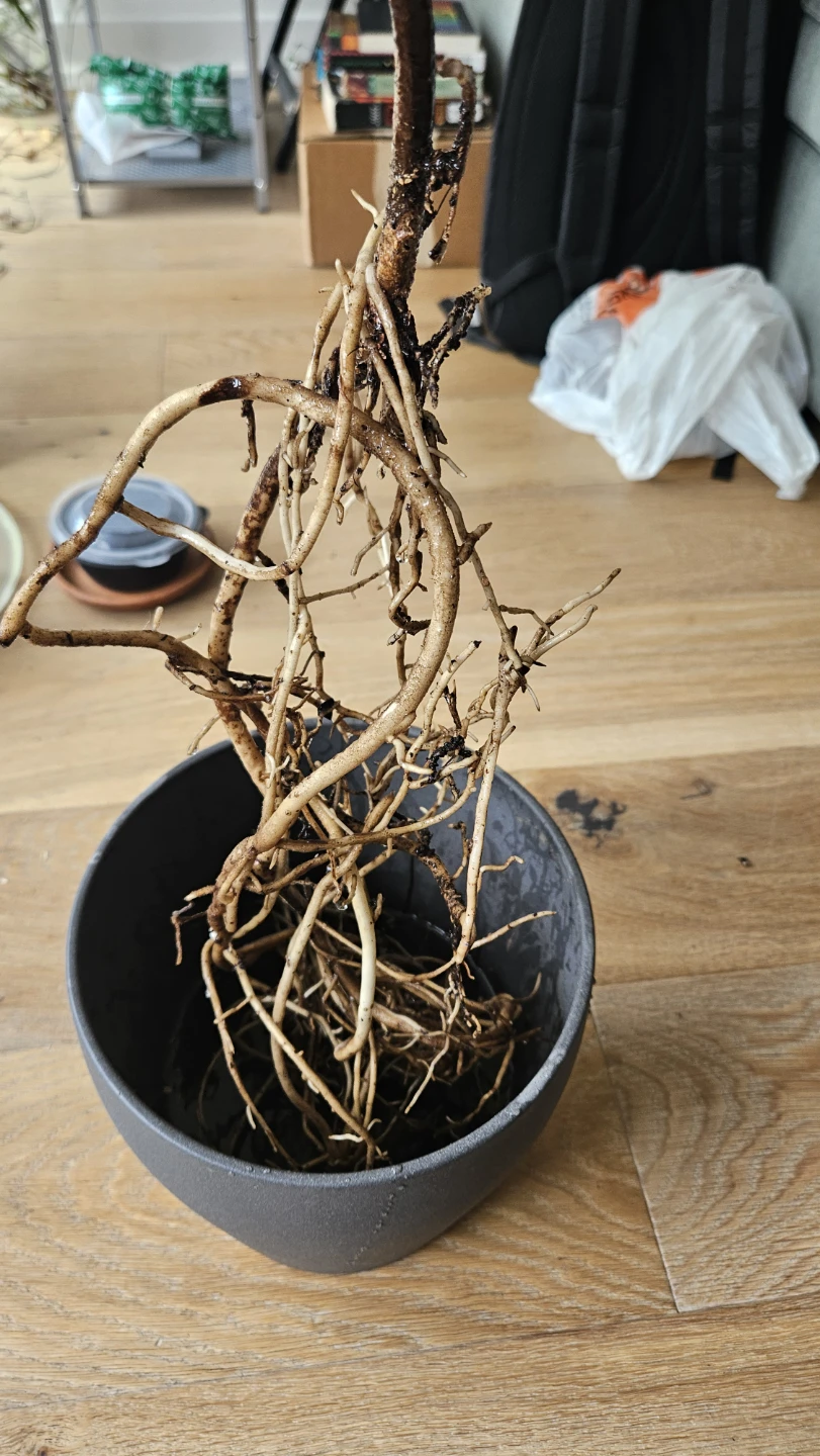 Monstera deliciosa rooted cutting - photo 2