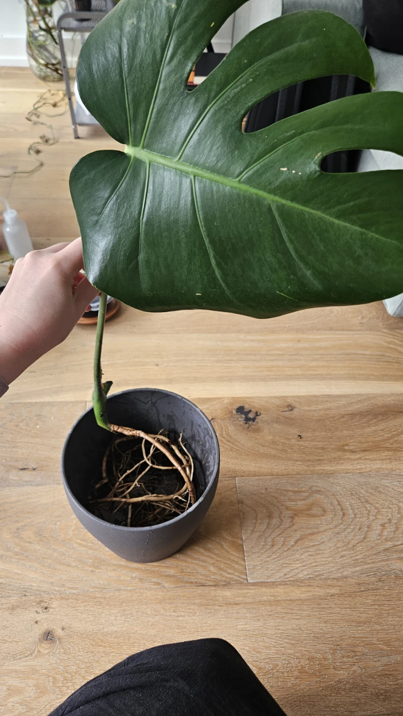 Monstera deliciosa rooted cutting - photo 3