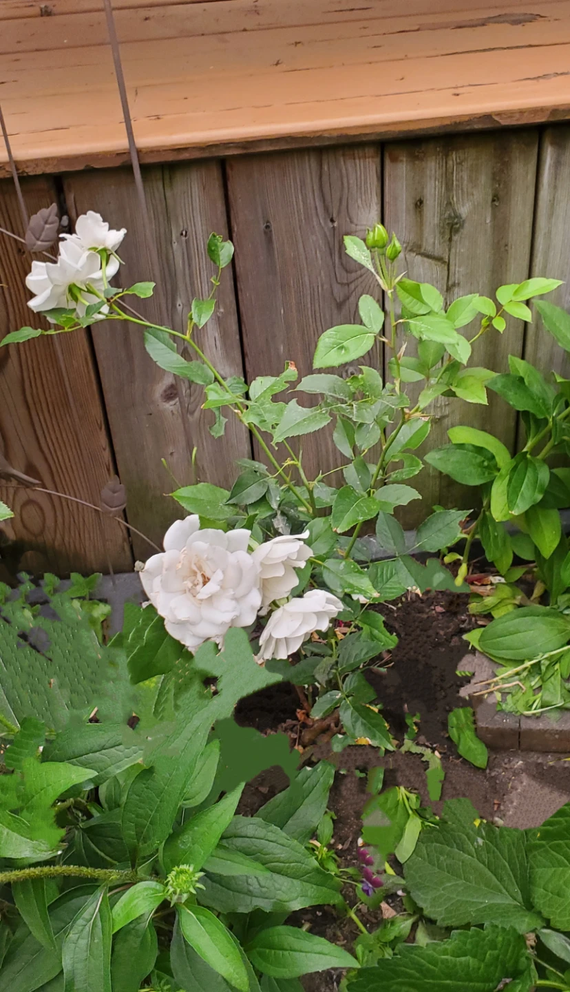 Iceberg Rose - Floribunda Rose