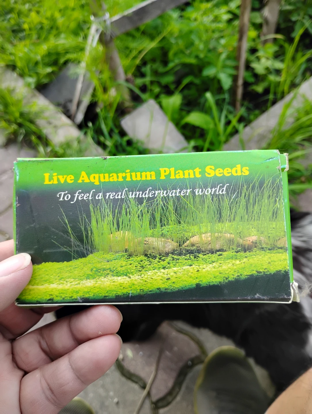 YIZIMONA Aquatic Plant Seeds