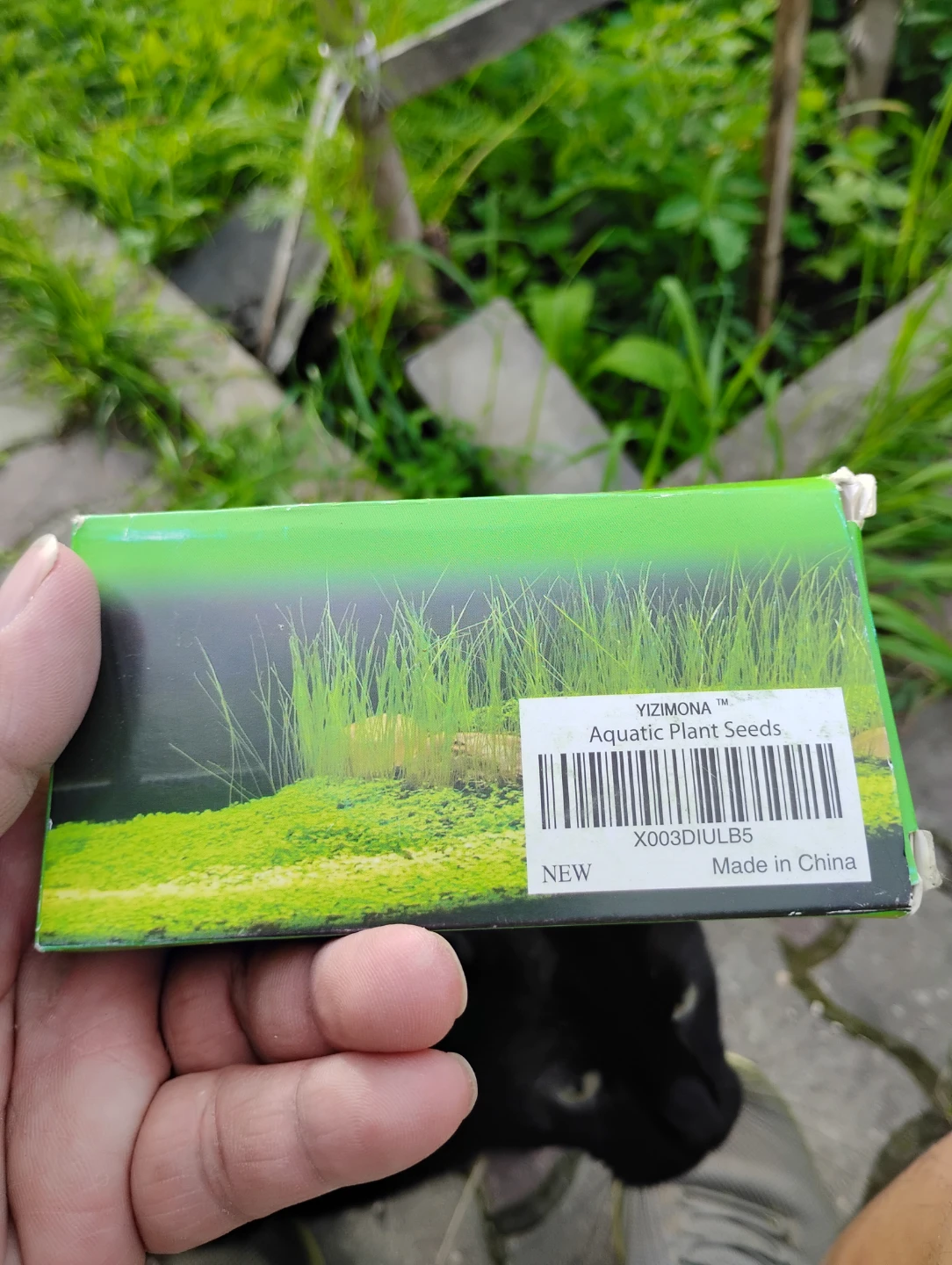 YIZIMONA Aquatic Plant Seeds - photo 2