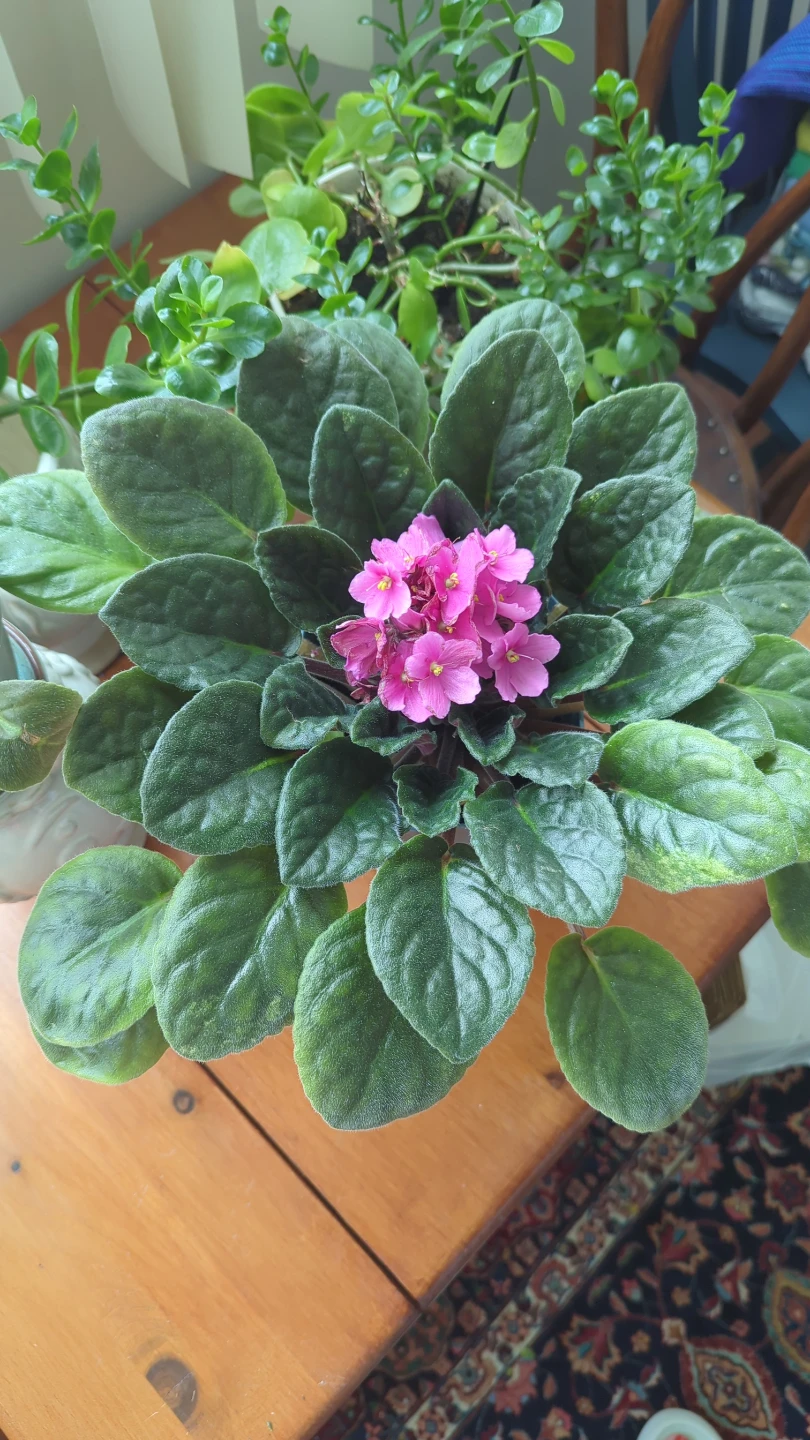 African Violet Plant
