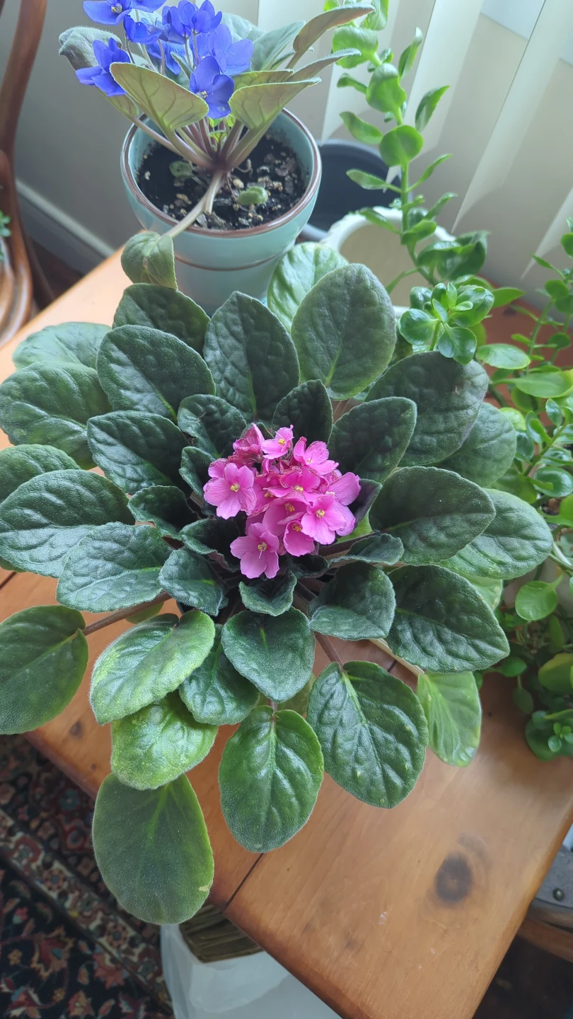 African Violet Plant - photo 2