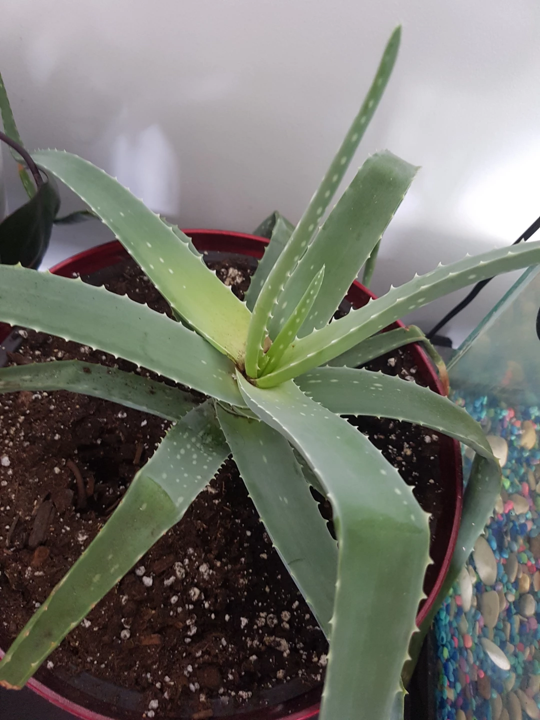 Aloe Vera Plant in slightly big Red Pot