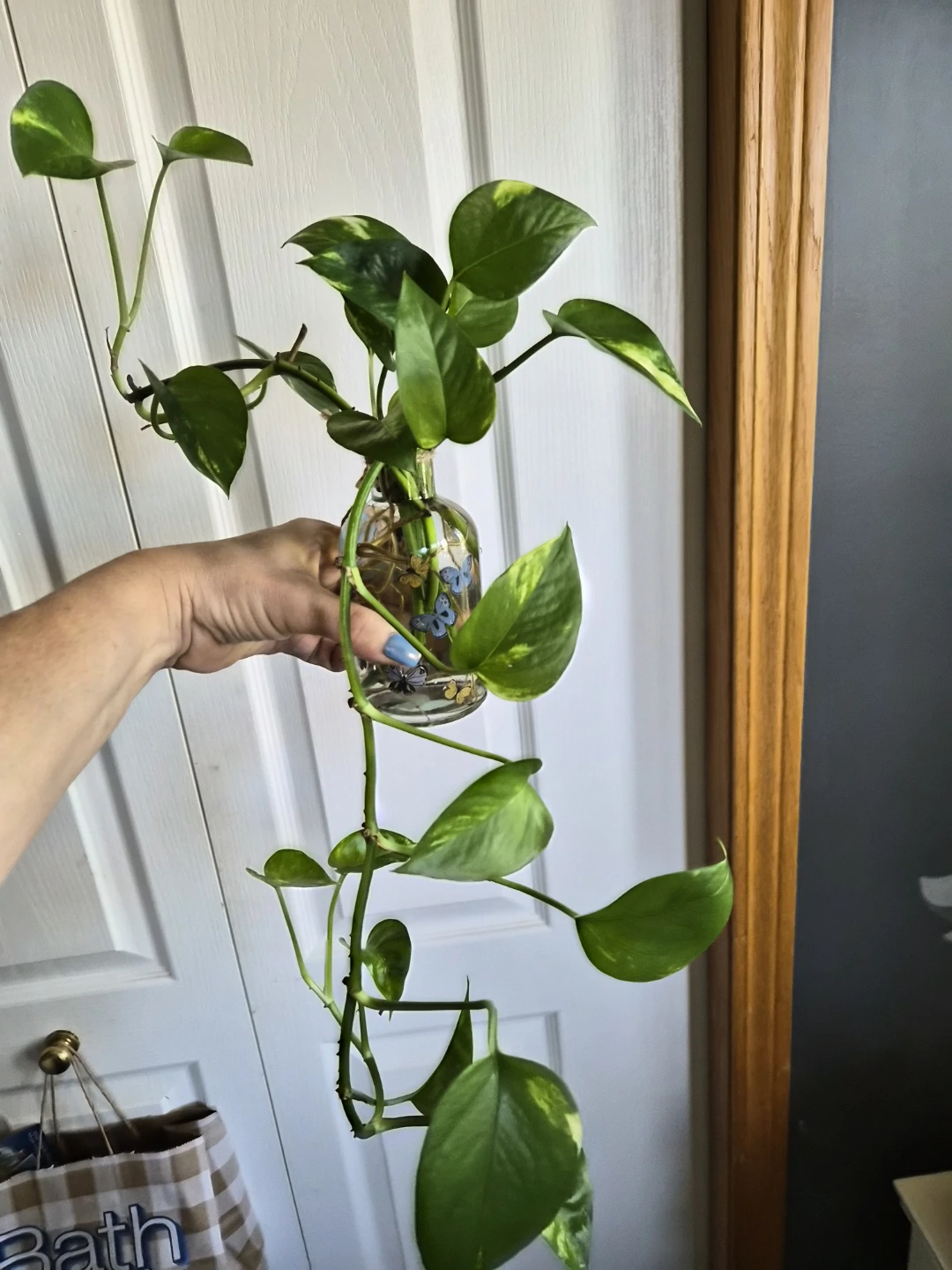 Pothos Plant Cutting in Decorative Butterfly Bottle