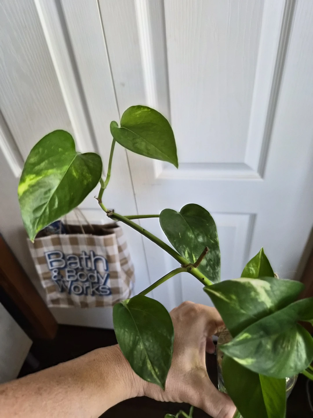 Pothos Plant Cutting in Decorative Butterfly Bottle - photo 2