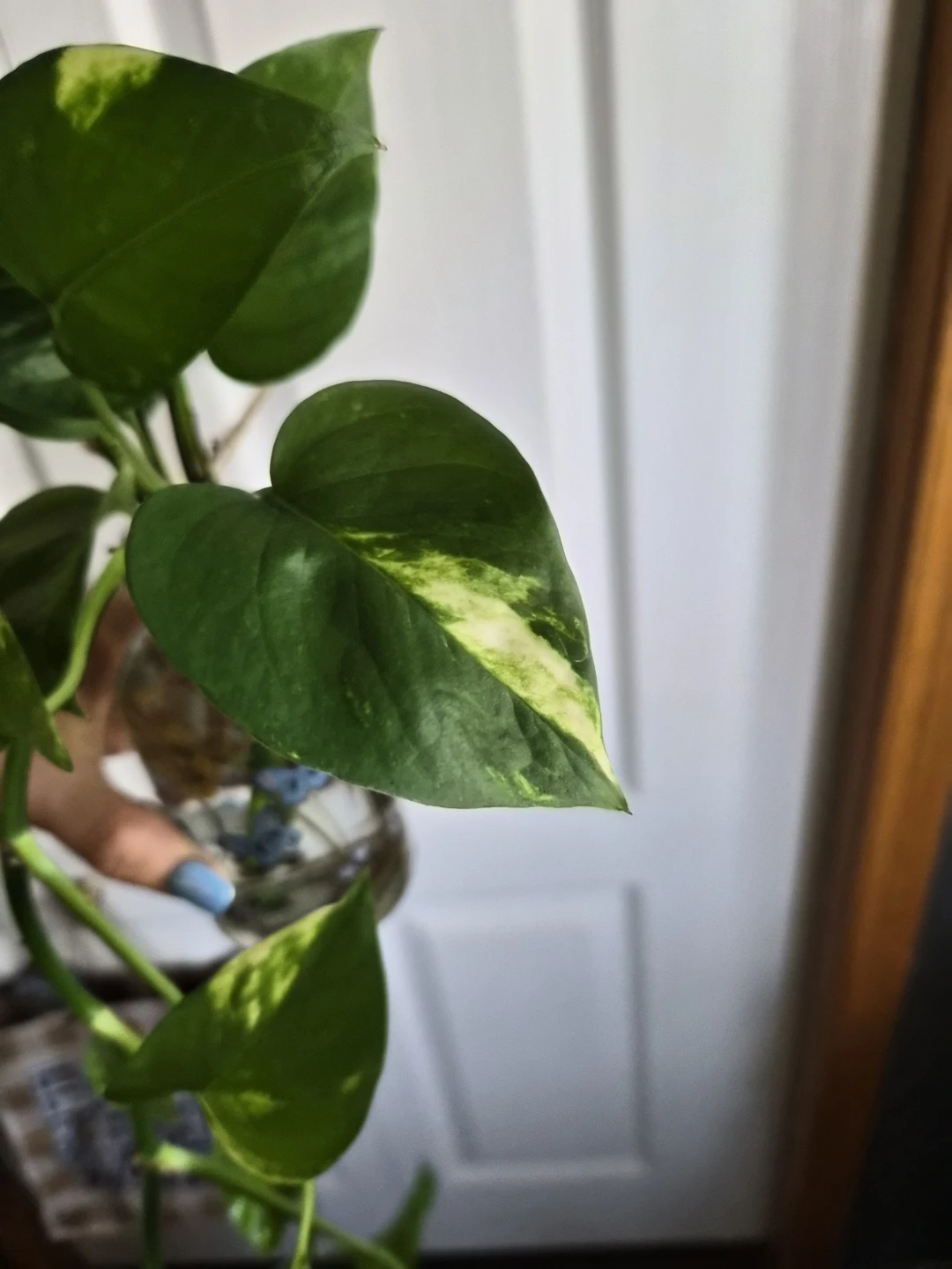Pothos Plant Cutting in Decorative Butterfly Bottle - photo 3