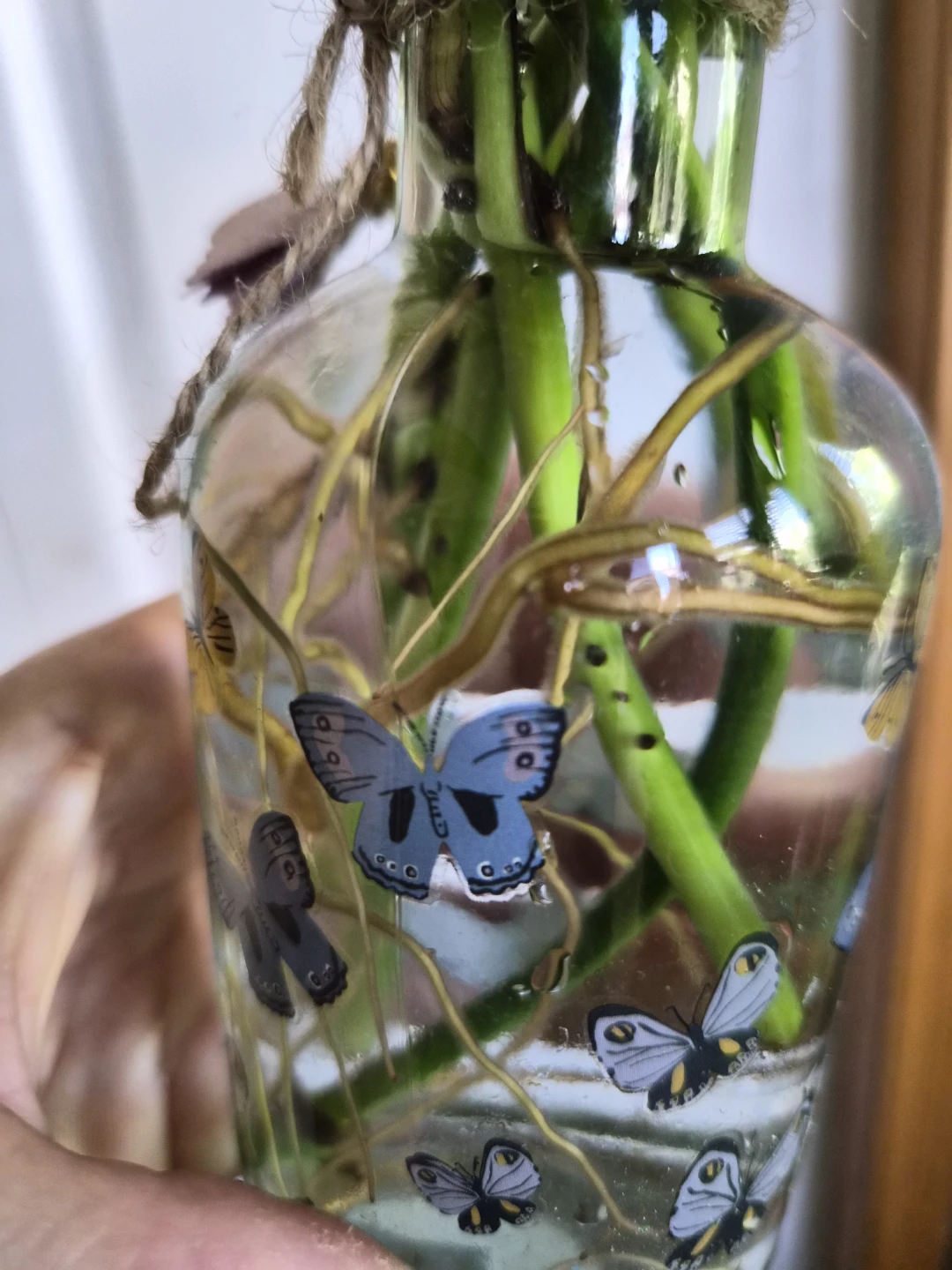 Pothos Plant Cutting in Decorative Butterfly Bottle - photo 4