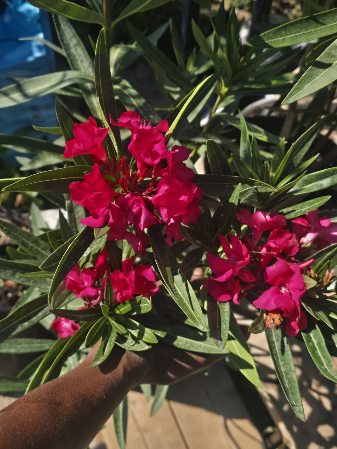 Pink Oleander Plant 10"pot