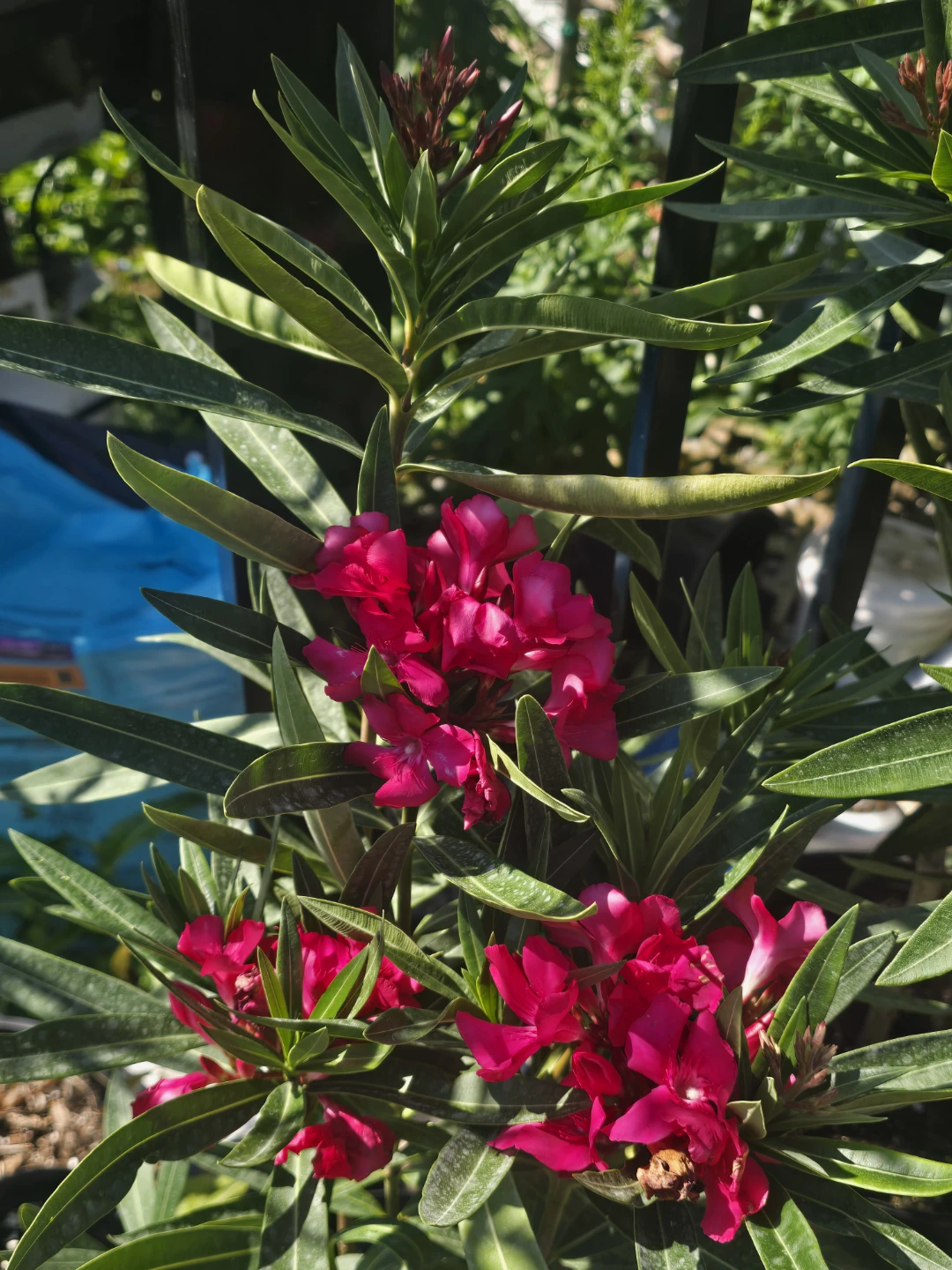 Pink Oleander Plant 10"pot - photo 3