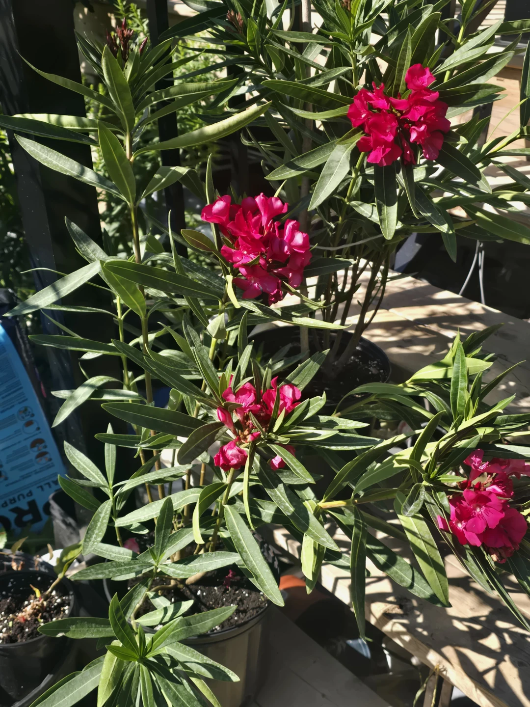 Pink Oleander Plant 10"pot - photo 4
