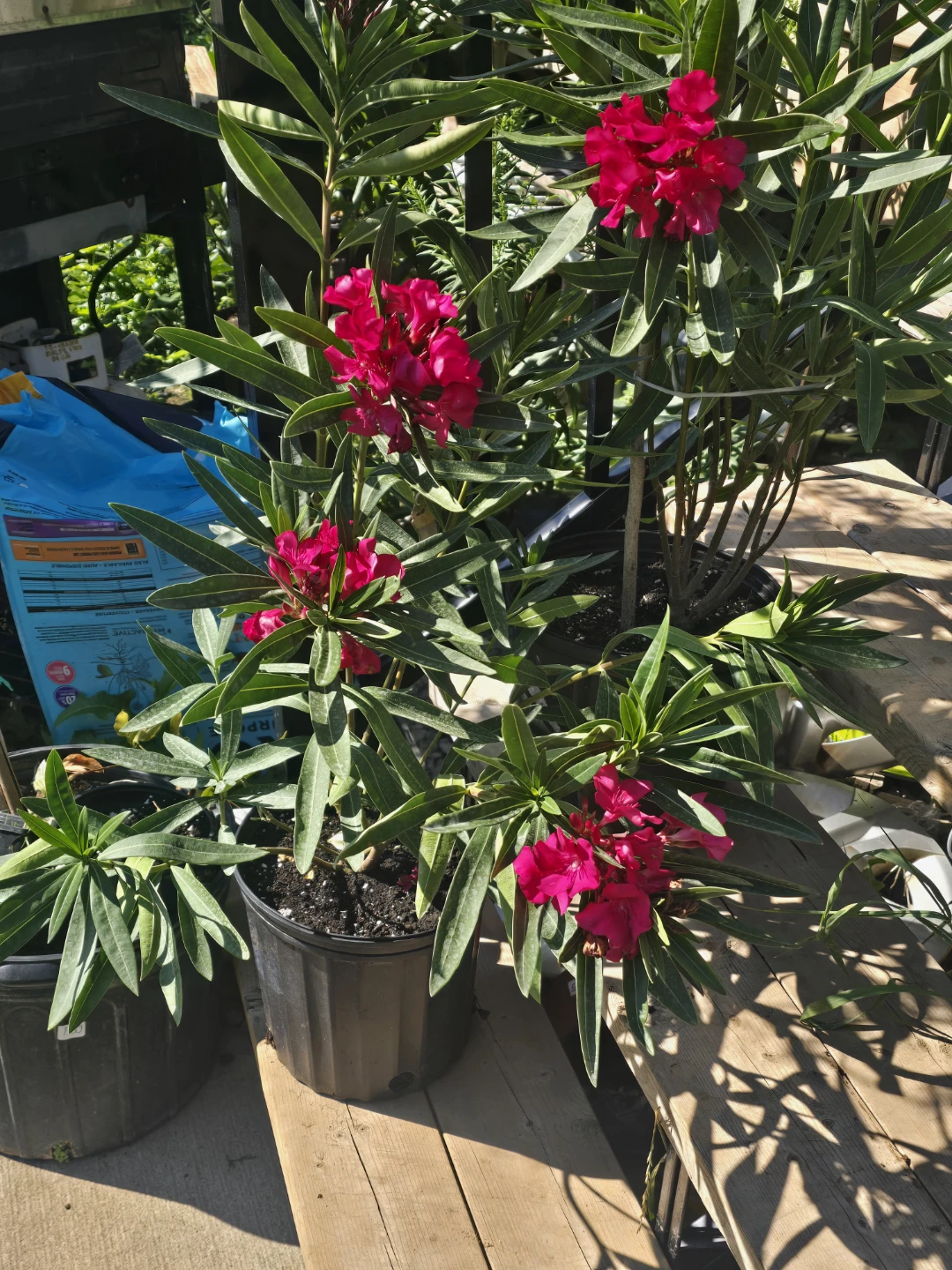 Pink Oleander Plant 10"pot - photo 5