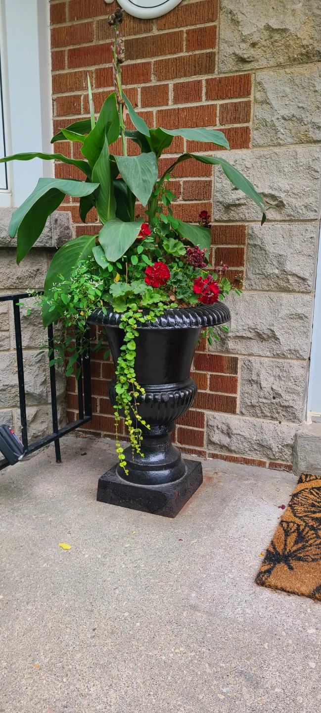 2 Cast Iron Urns Plants Included! $180/Set