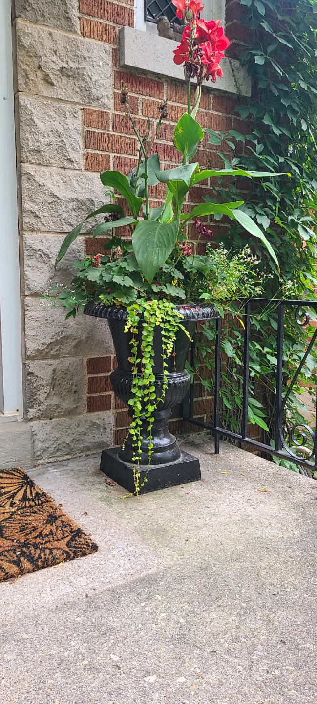 2 Cast Iron Urns Plants Included! $180/Set - photo 2