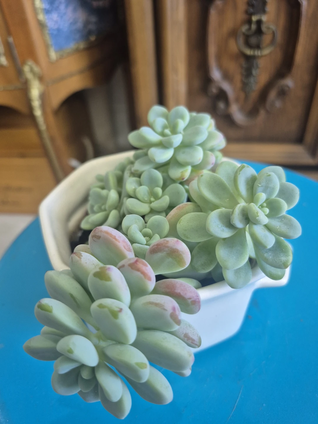 🍀Succulent Plant in White Hexagonal Pot🍀 - photo 4