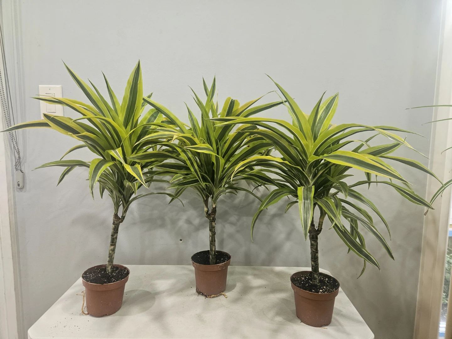 Dracaena Lemon Lime 1 Cane Plant ( $12 each pot)