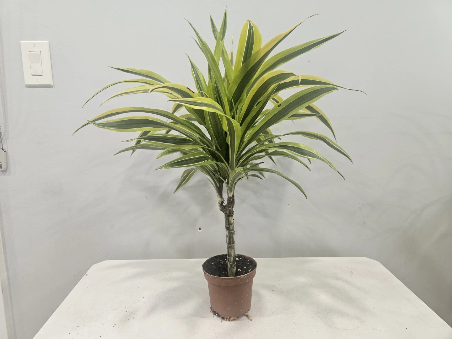 Dracaena Lemon Lime 1 Cane Plant ( $12 each pot) - photo 2