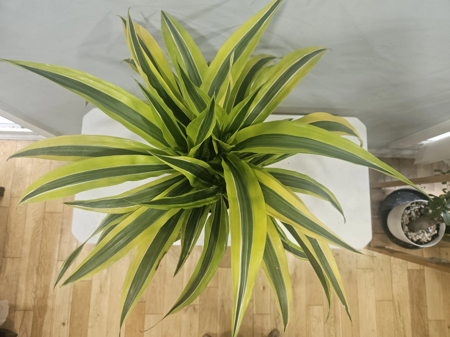 Dracaena Lemon Lime 1 Cane Plant ( $12 each pot) - photo 3