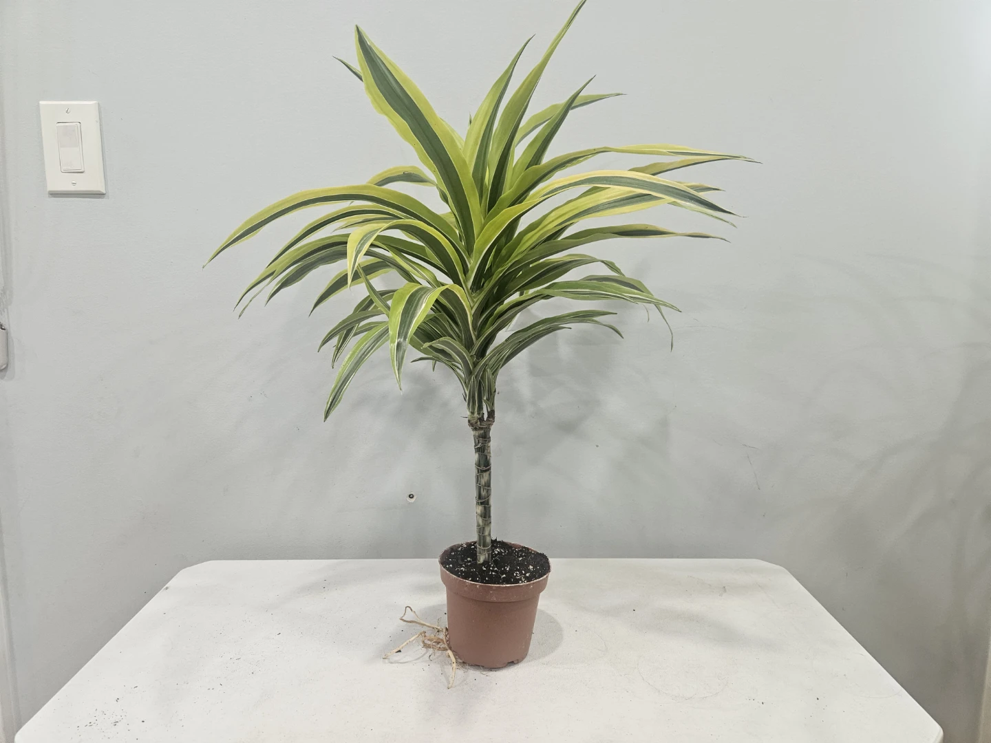 Dracaena Lemon Lime 1 Cane Plant ( $12 each pot) - photo 4