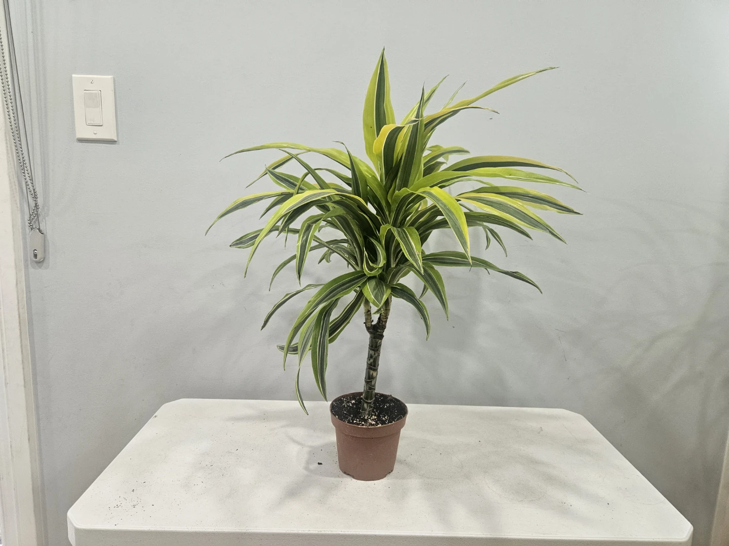 Dracaena Lemon Lime 1 Cane Plant ( $12 each pot) - photo 5