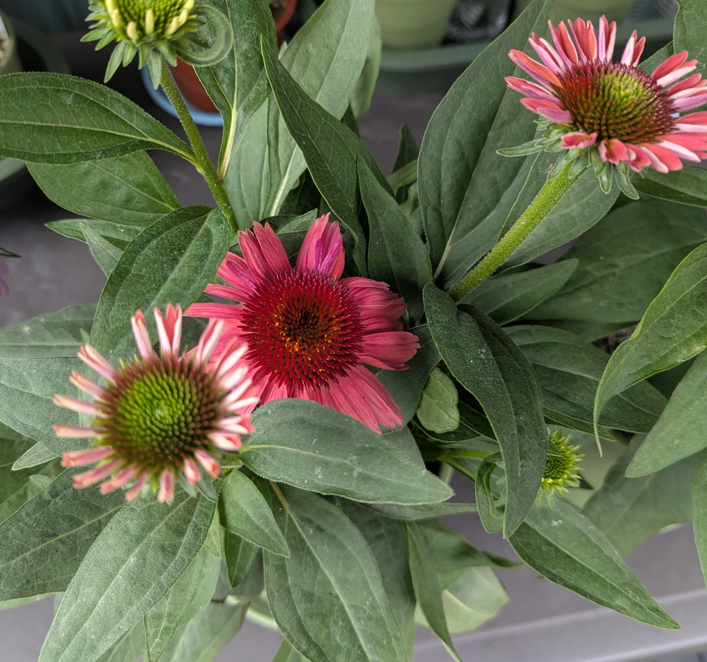 Sunmagic Vintage Watermelon Coneflower - photo 2