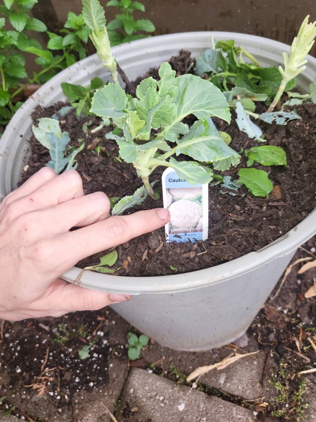 Young Cauliflower Plant