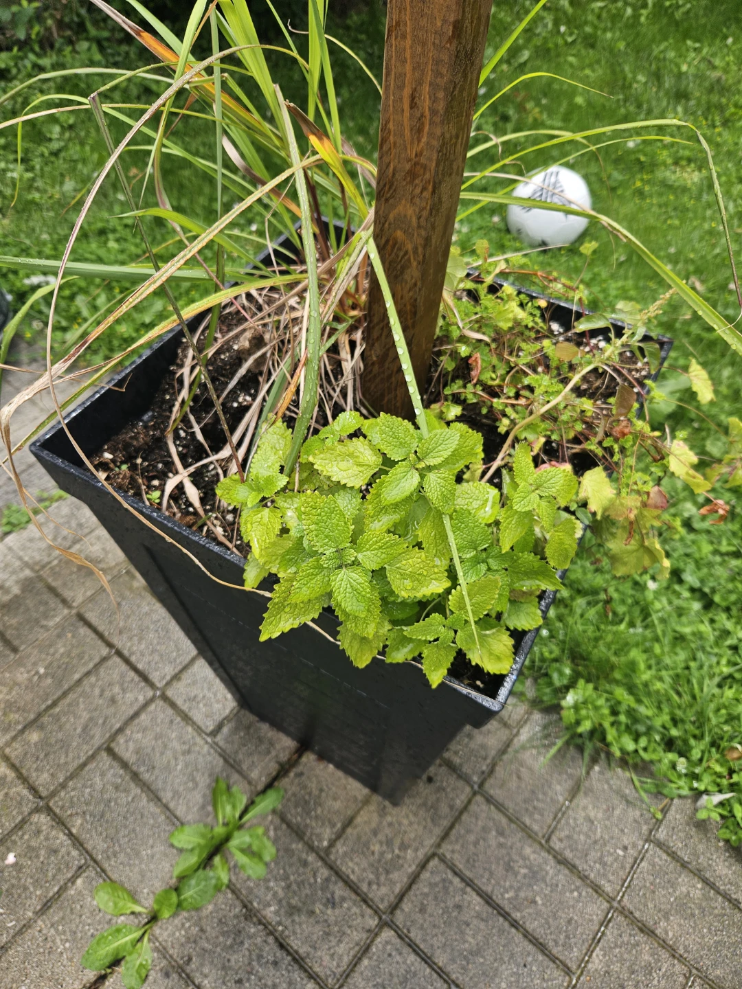 Black Square Planter with Plants