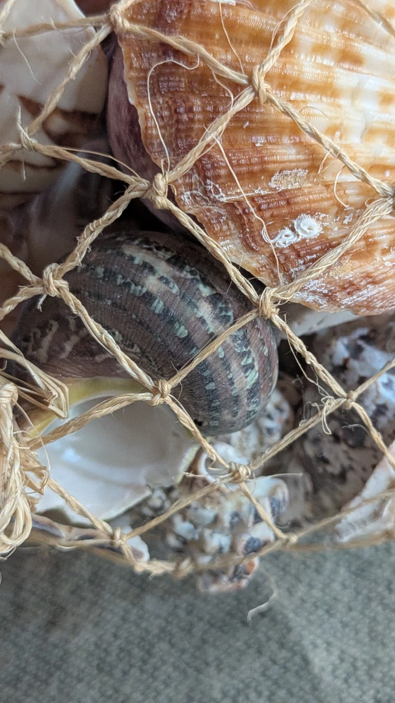 Bag of assorted seashells