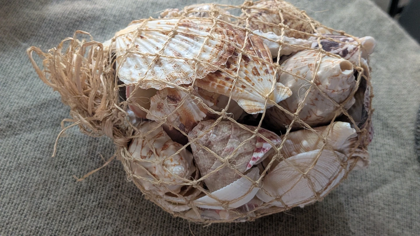 Bag of assorted seashells - photo 2