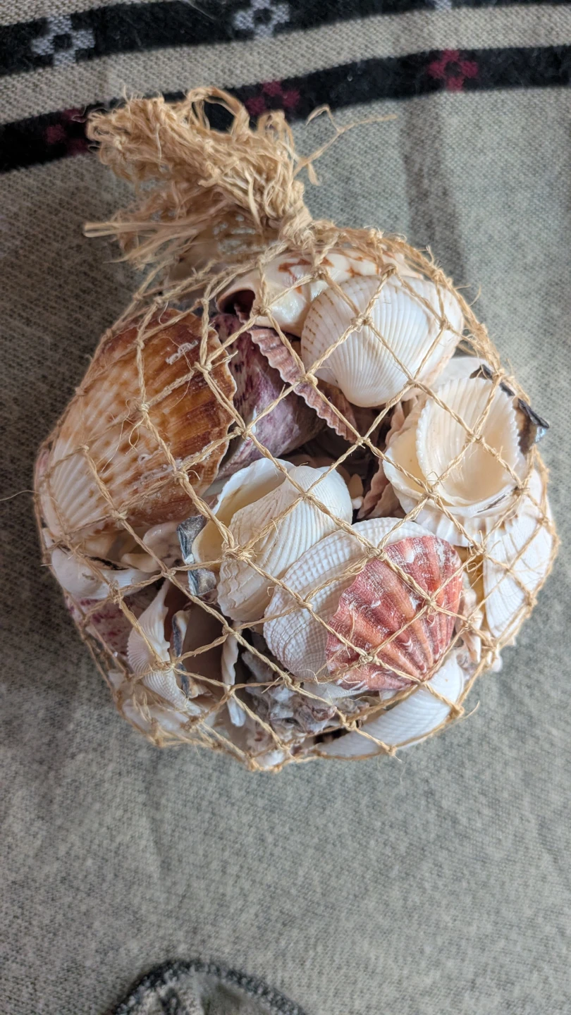 Bag of assorted seashells - photo 3