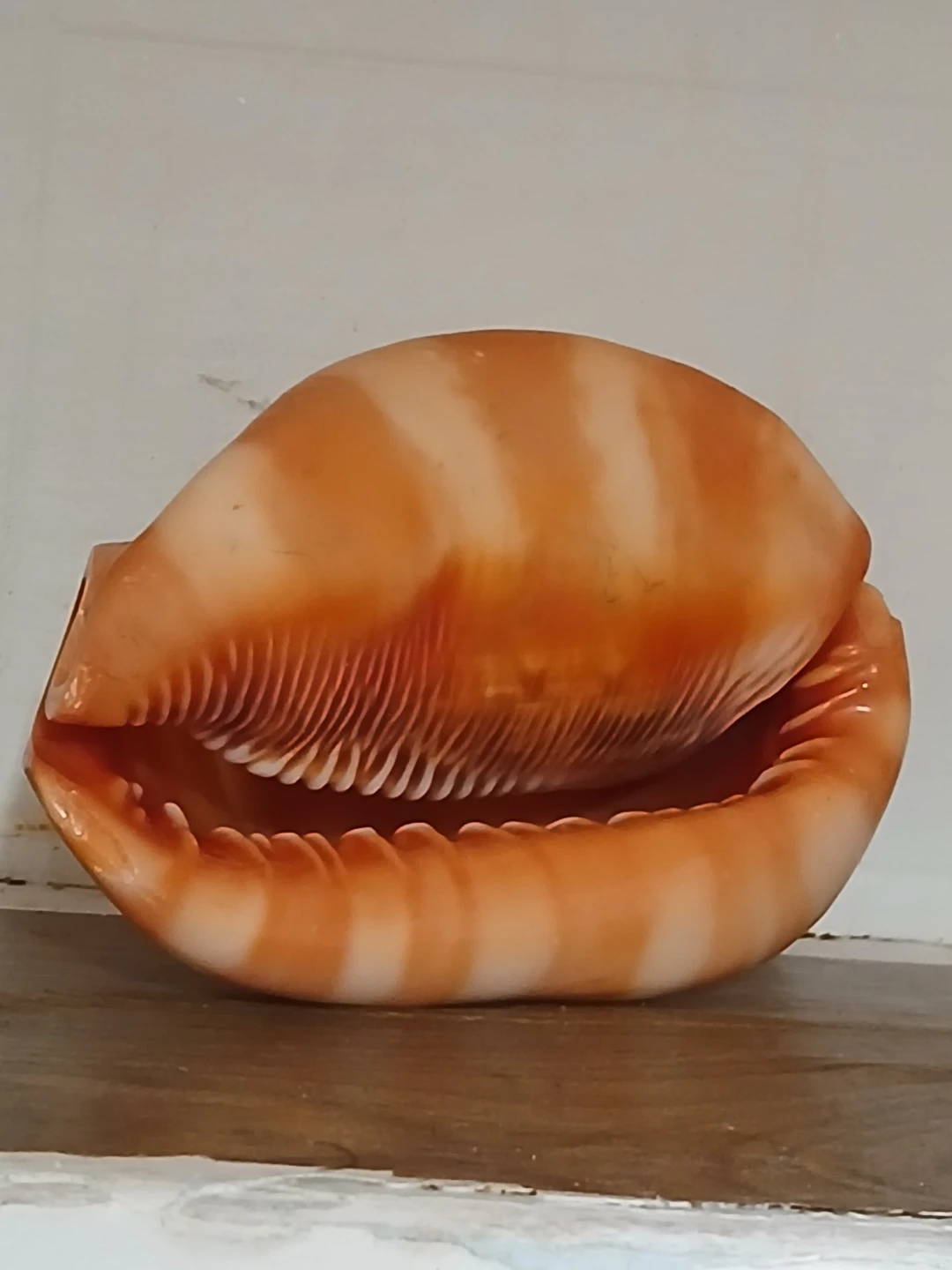 Carved Seashell with Cameo - photo 3