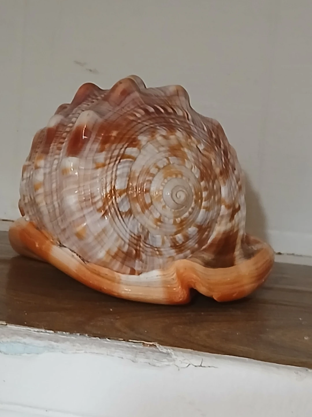 Carved Seashell with Cameo - photo 4