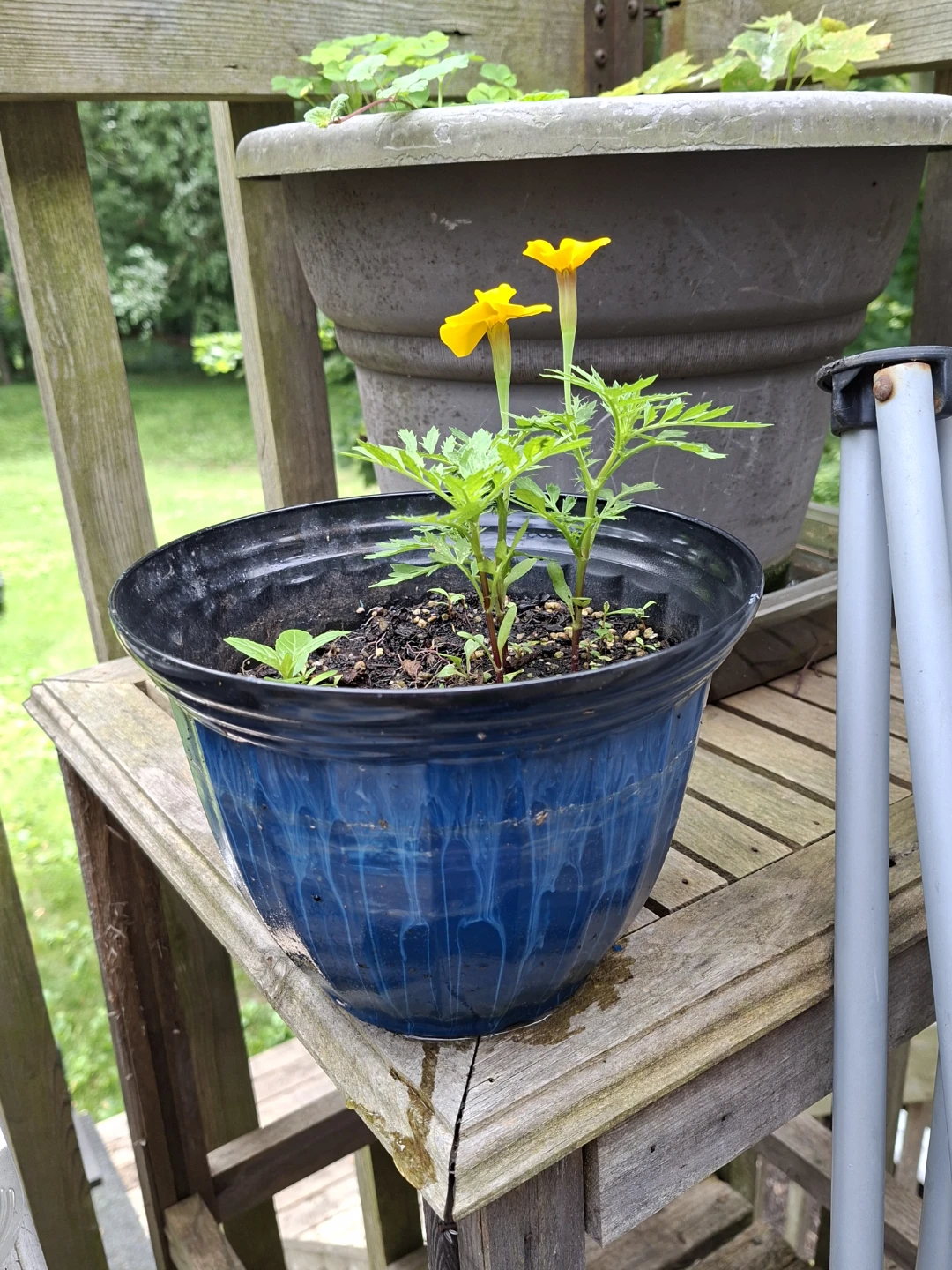 Potted Marigolds with Yellow Flowers