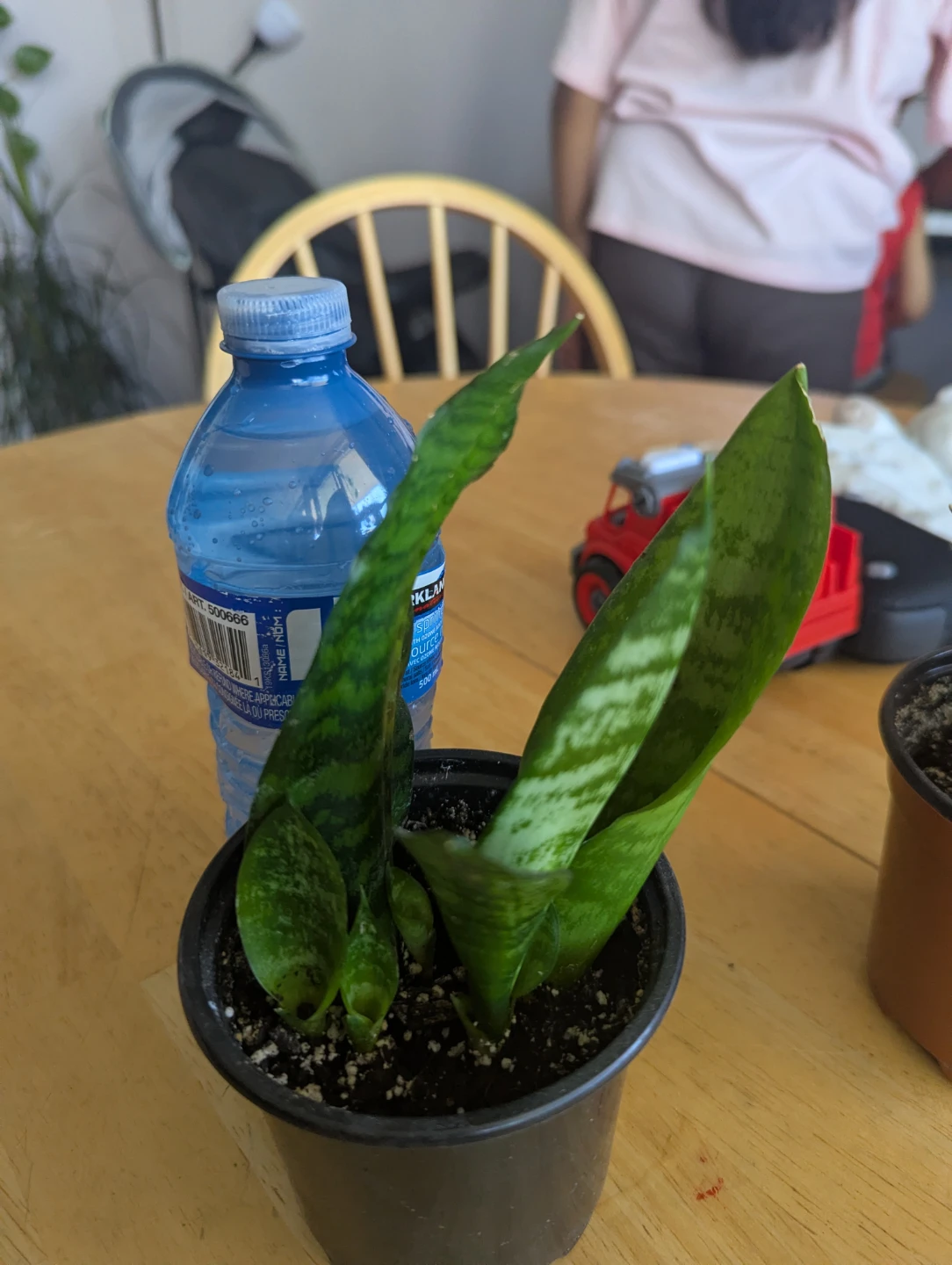 Snake Plant in Pot