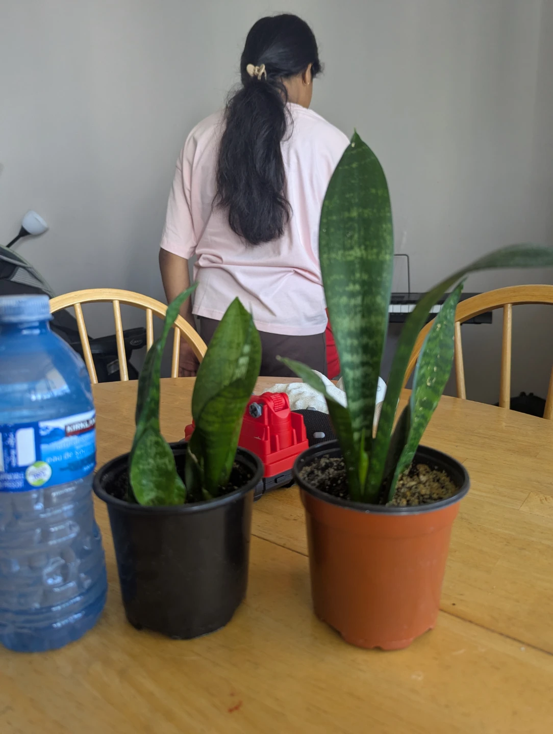 Snake Plant in Pot - photo 2