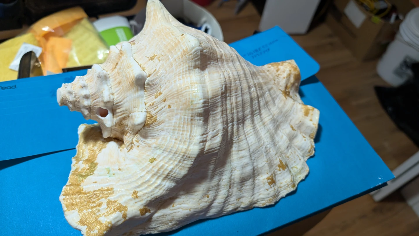 Large Conch Shell