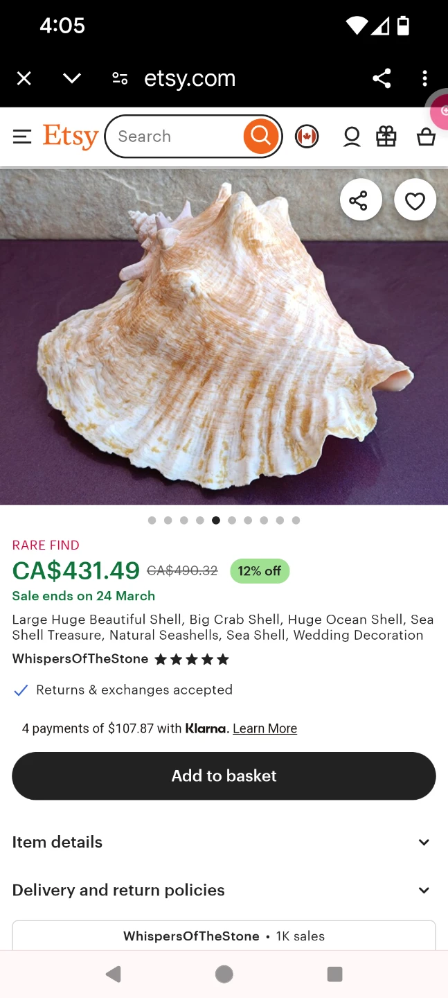Large Conch Shell - photo 2