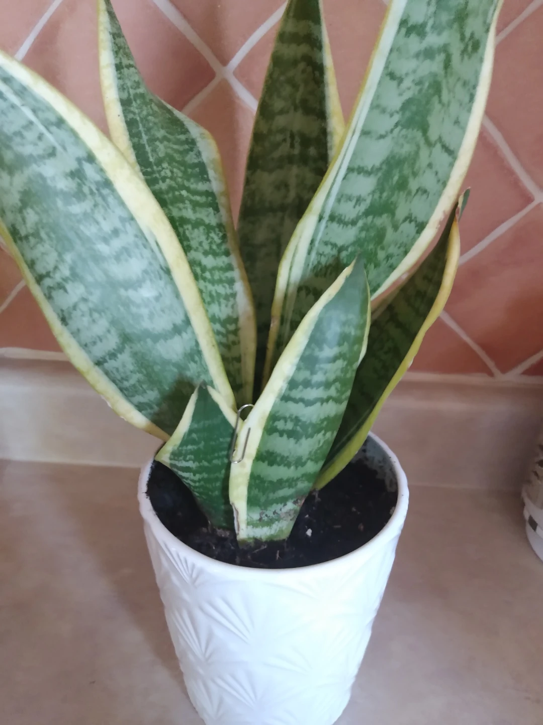Healthy Live Indoor Snake Plant in Ceramic White Pot - photo 2