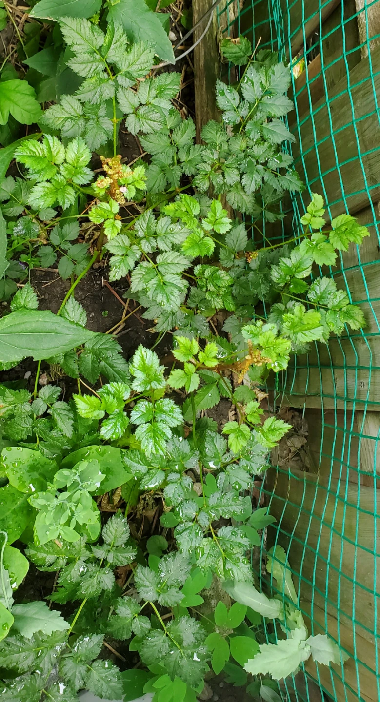 Astilbe